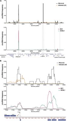 Characterizing Expression and Regulation of Gamma-Herpesviral Circular RNAs